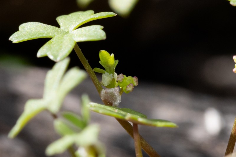 Hydrocotyle rugulosa photo 2