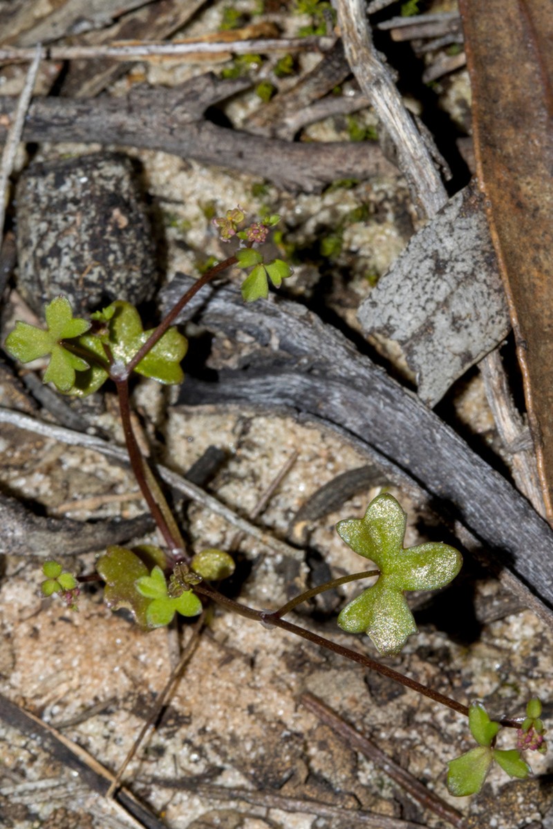 Hydrocotyle rugulosa photo 3