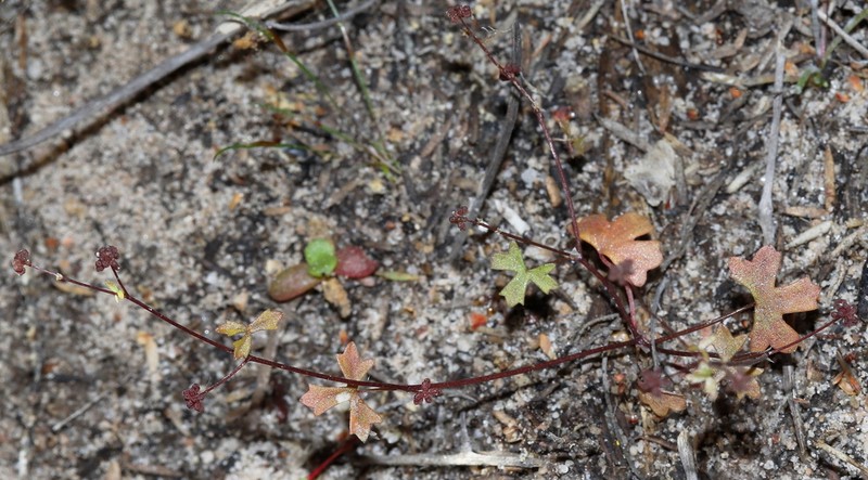 Hydrocotyle rugulosa photo 4