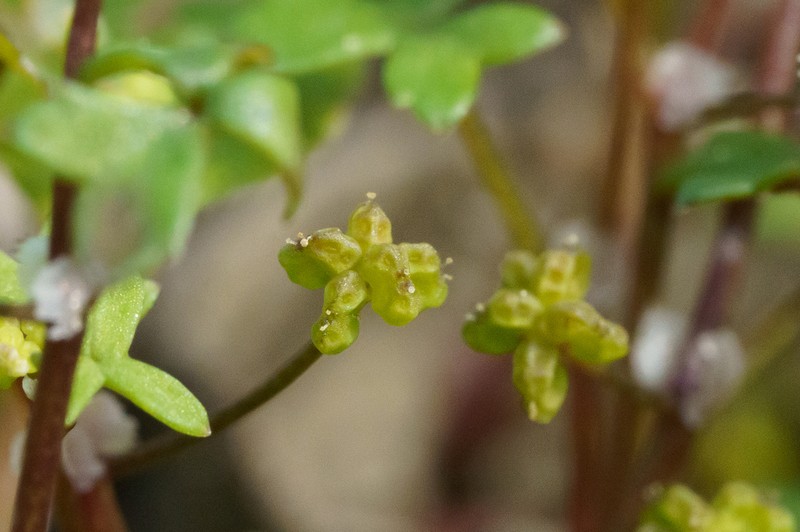 Hydrocotyle rugulosa photo 5