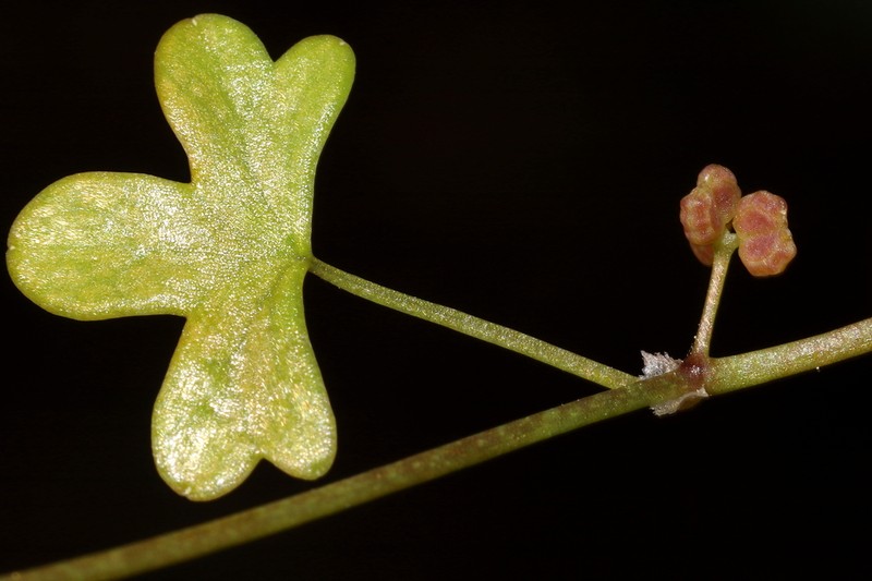 Hydrocotyle rugulosa photo 6