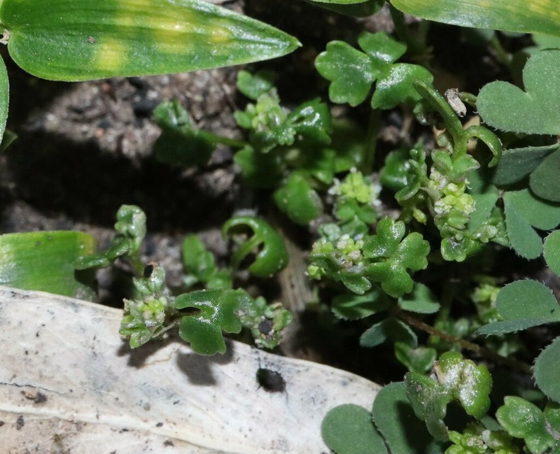 Hydrocotyle rugulosa photo 7