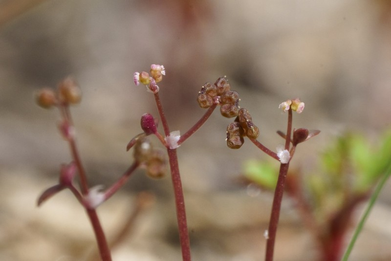 Hydrocotyle rugulosa photo 8