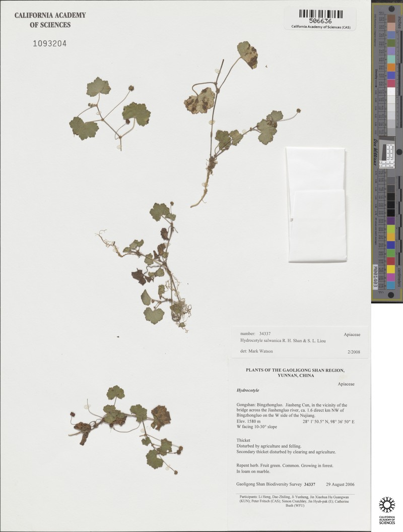 Hydrocotyle salwinica