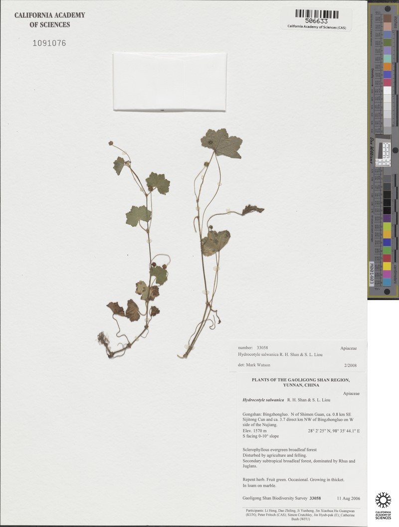Hydrocotyle salwinica photo 2