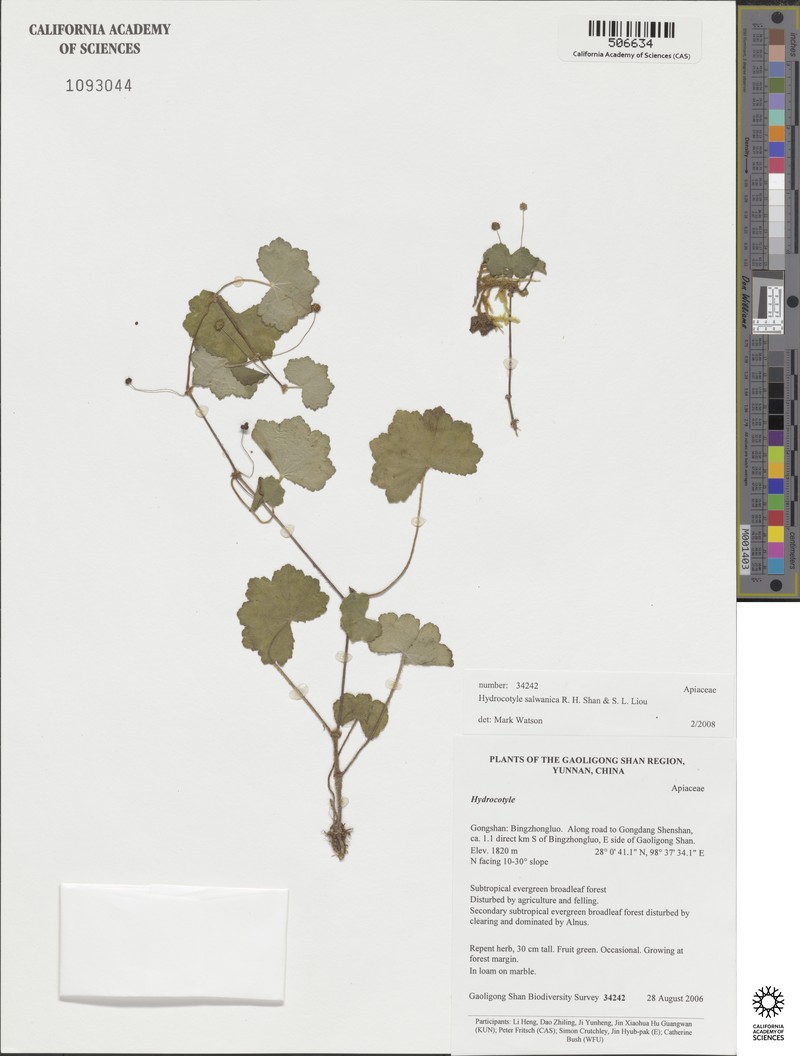 Hydrocotyle salwinica photo 3