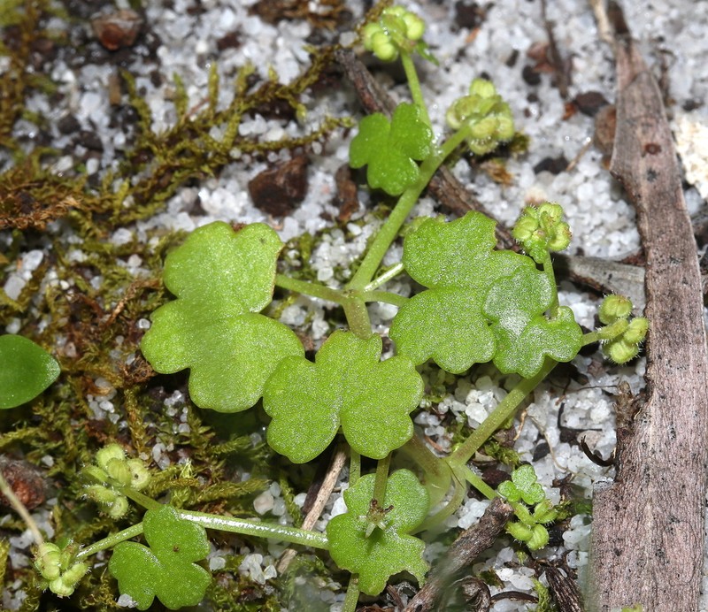 Hydrocotyle scutellifera