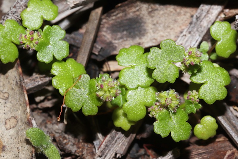 Hydrocotyle scutellifera photo 2