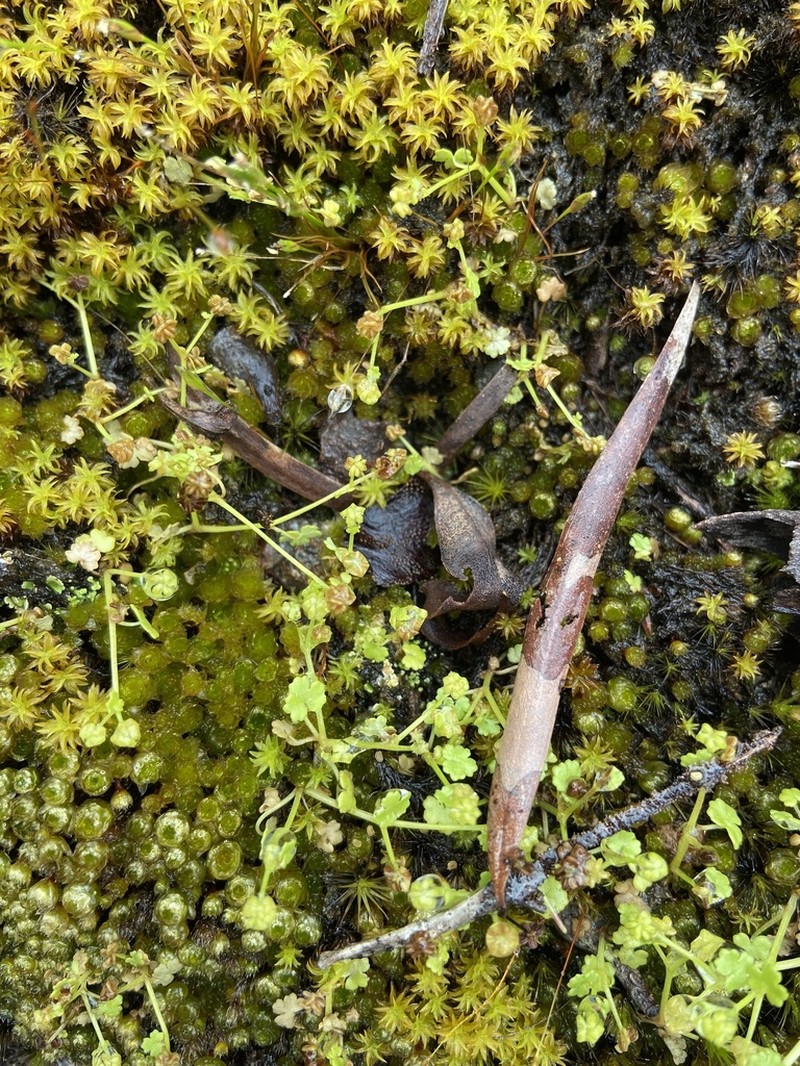 Hydrocotyle scutellifera photo 3
