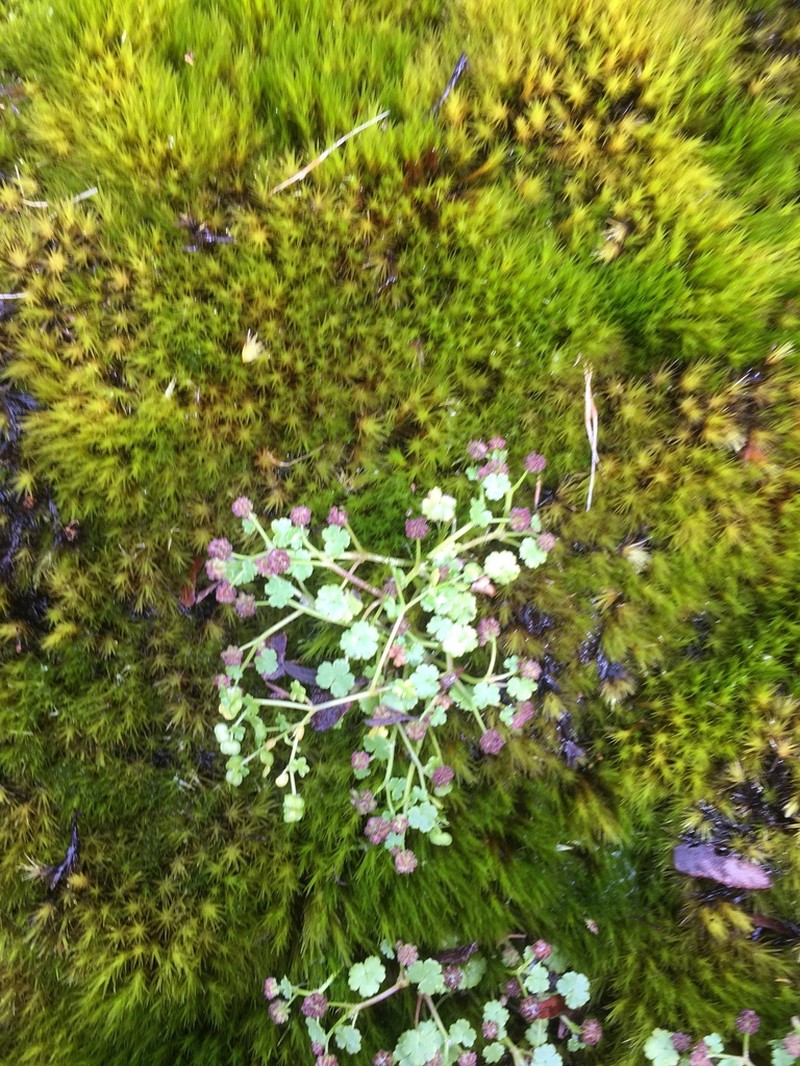 Hydrocotyle scutellifera photo 4