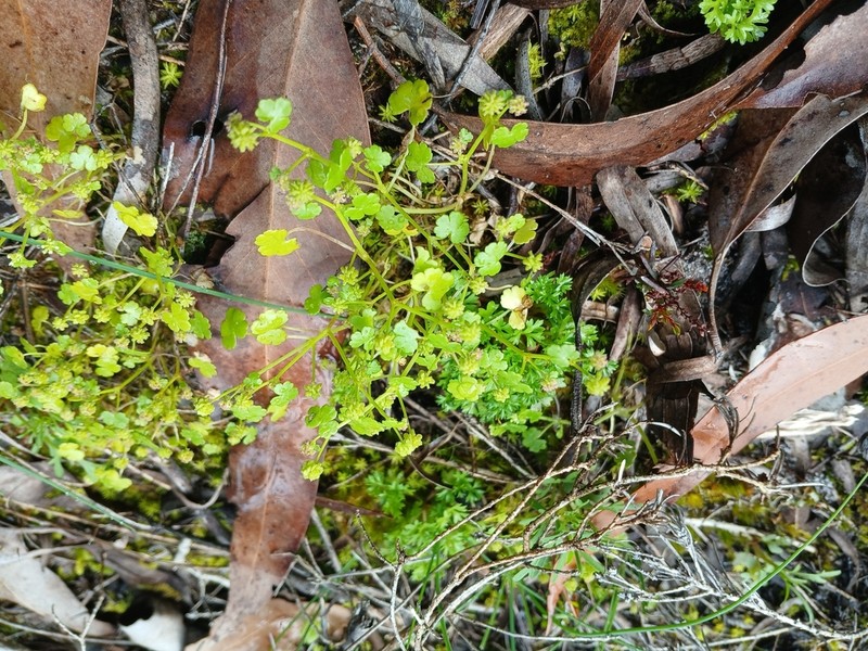 Hydrocotyle scutellifera photo 5