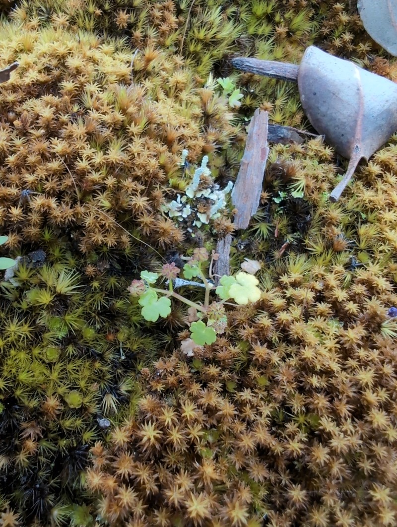 Hydrocotyle scutellifera photo 6