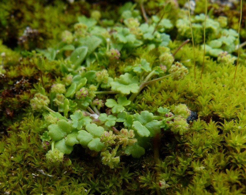 Hydrocotyle scutellifera photo 7