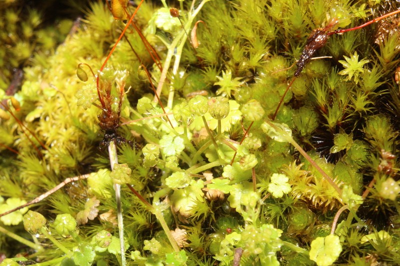 Hydrocotyle scutellifera photo 8