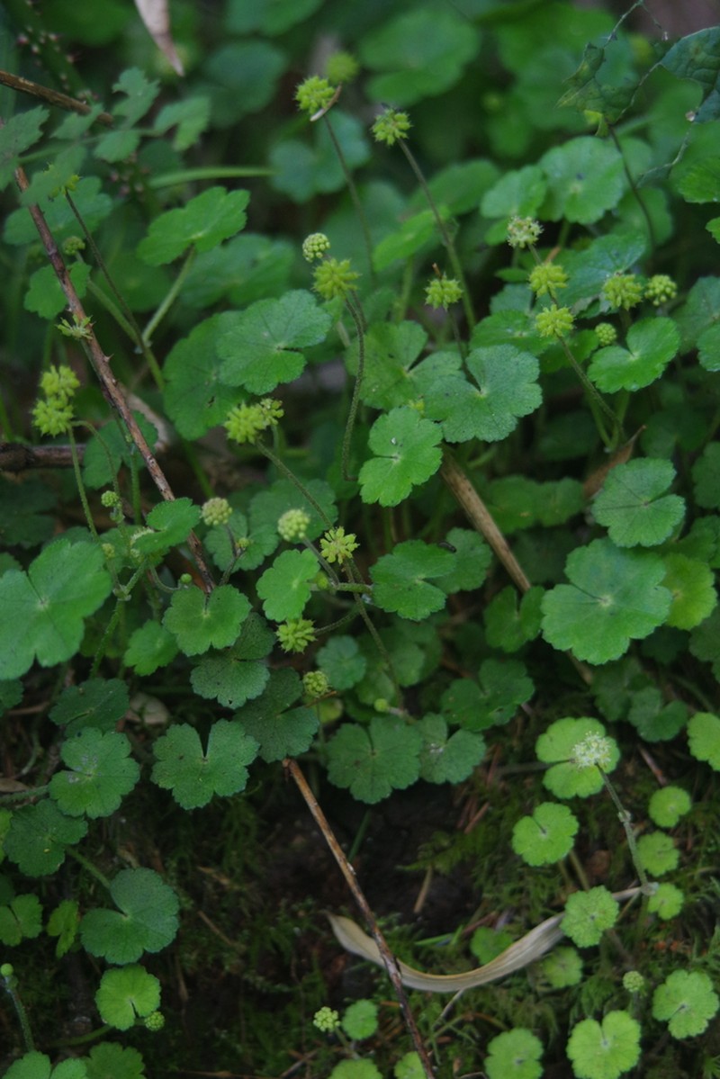 Hydrocotyle setulosa