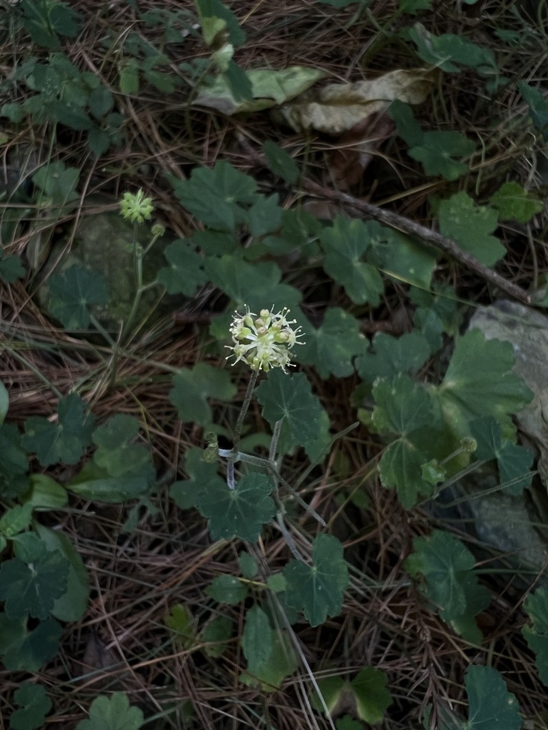 Hydrocotyle setulosa photo 2