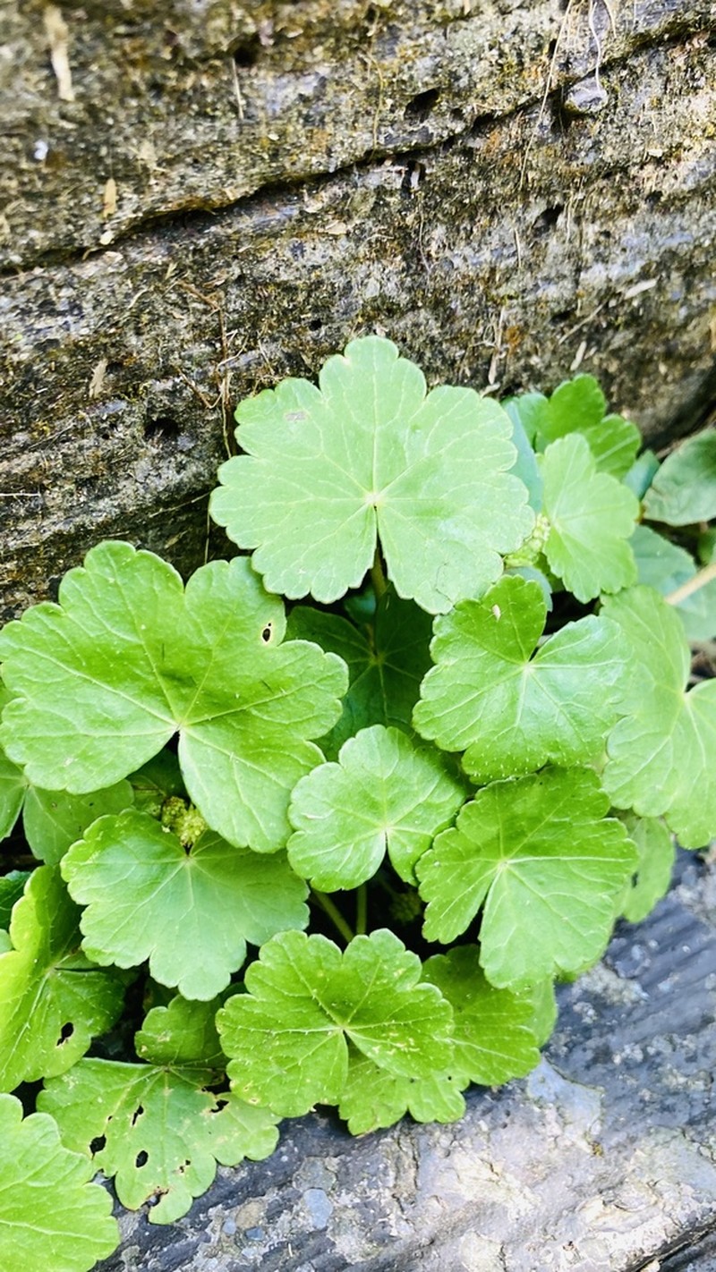 Hydrocotyle setulosa photo 3