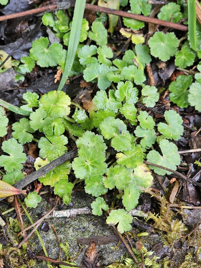 Hydrocotyle setulosa photo 4