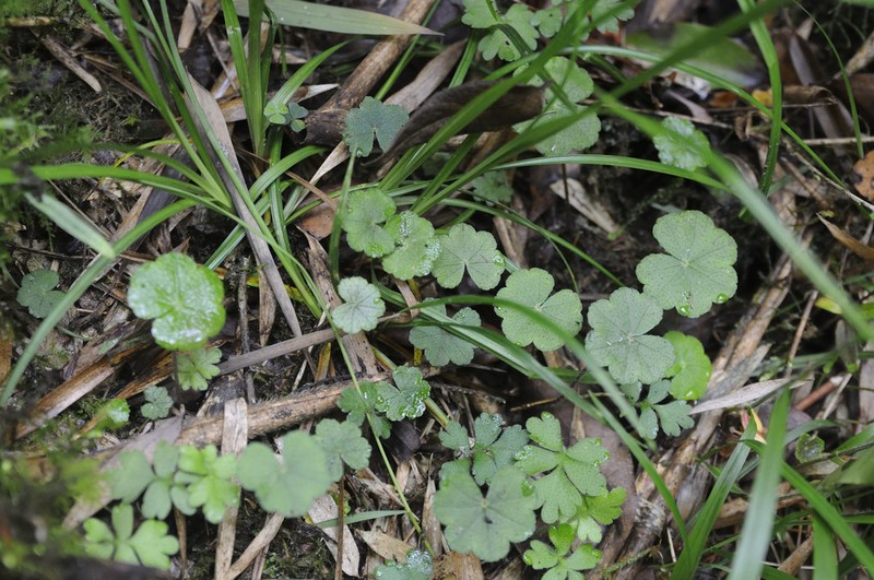 Hydrocotyle setulosa photo 5