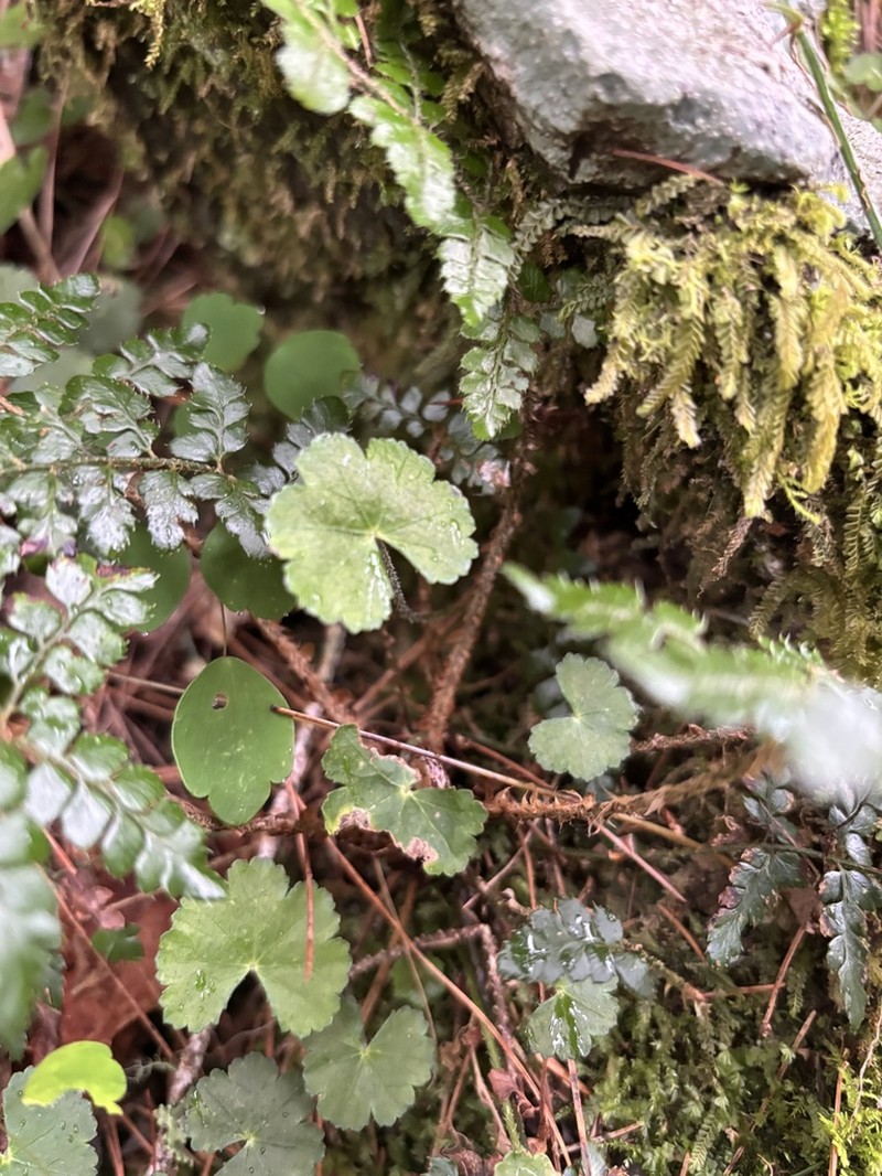 Hydrocotyle setulosa photo 6