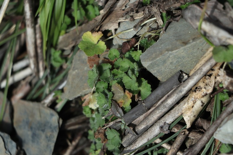 Hydrocotyle setulosa photo 7