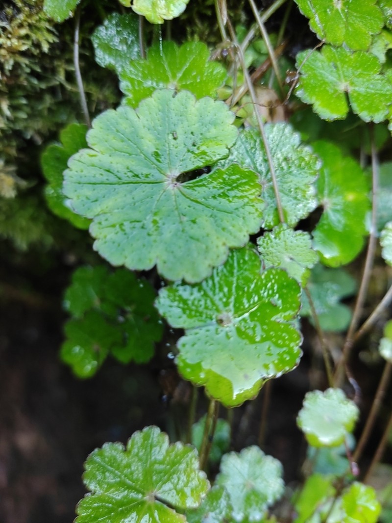 Hydrocotyle setulosa photo 8