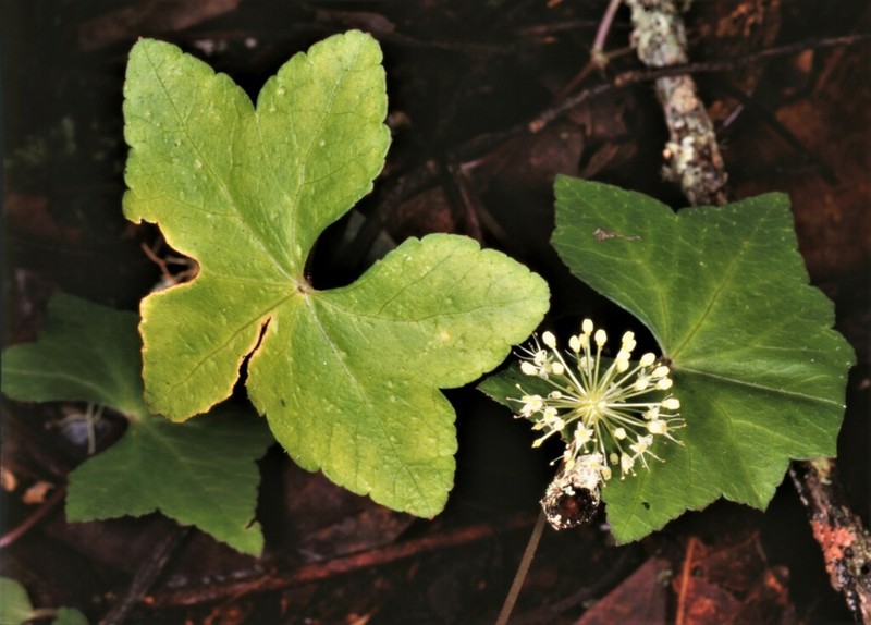 Hydrocotyle siamica
