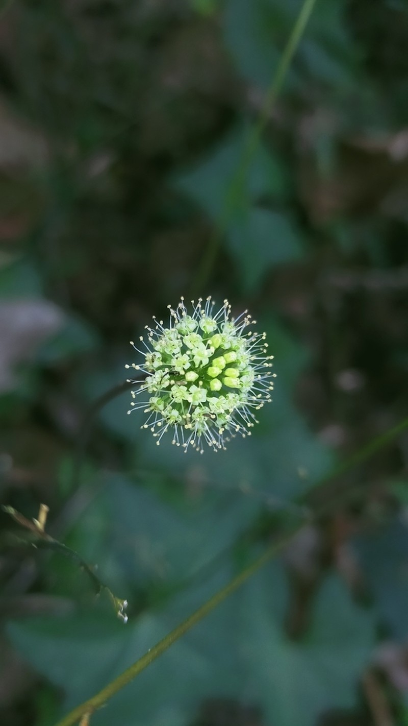 Hydrocotyle siamica photo 2