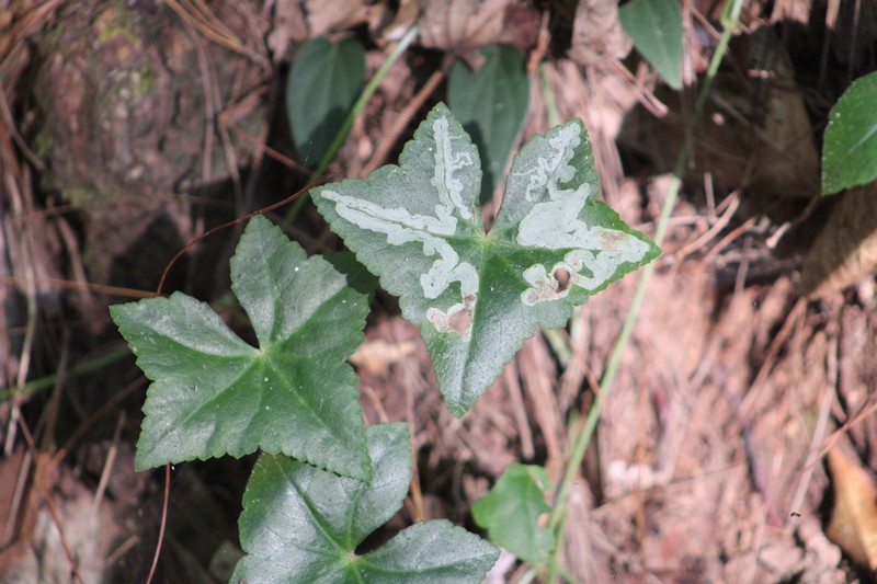 Hydrocotyle siamica photo 3