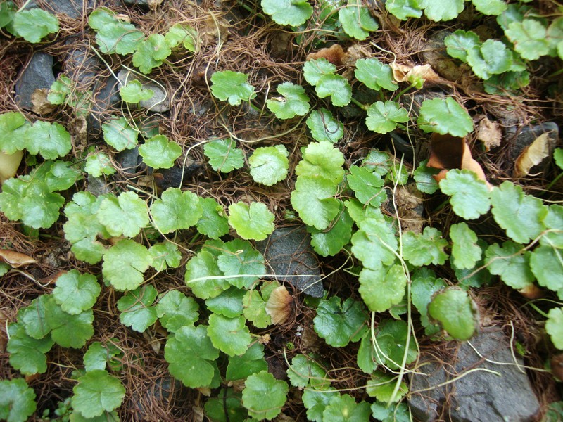 Lawn Marshpennywort