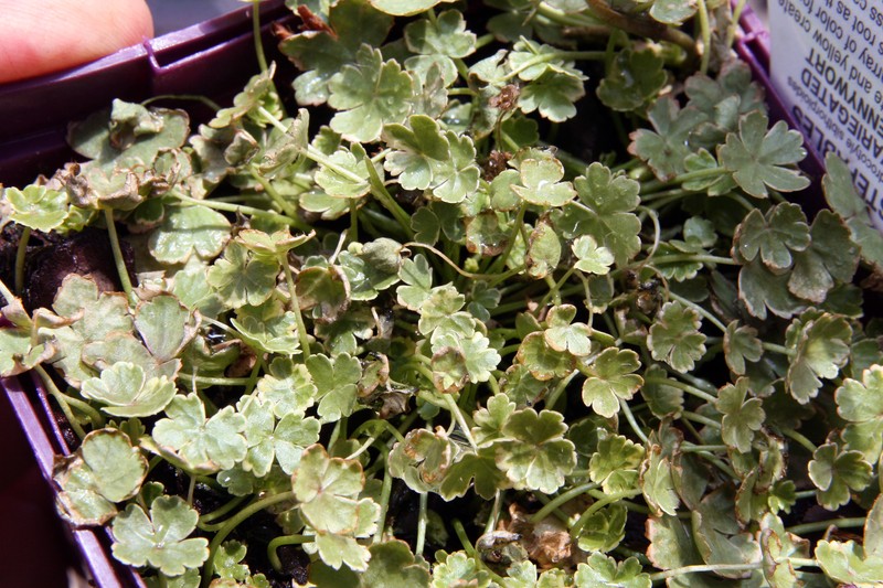 Lawn Marshpennywort photo 2