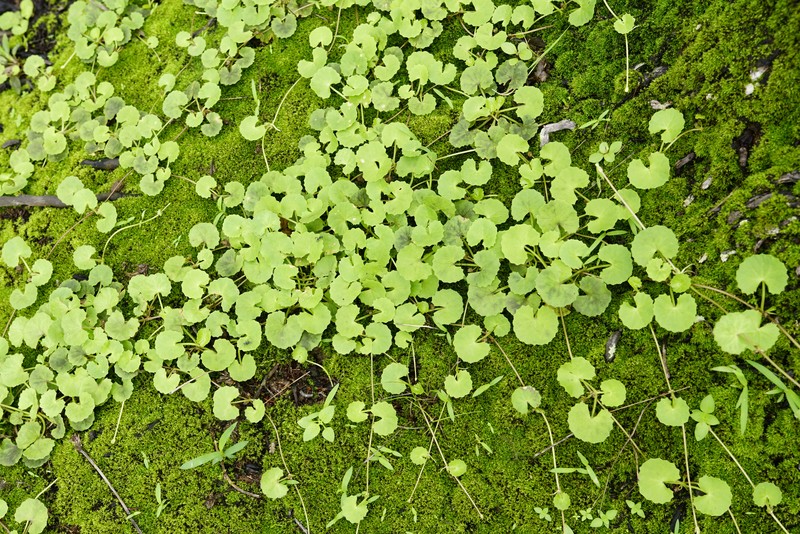 Lawn Marshpennywort photo 3