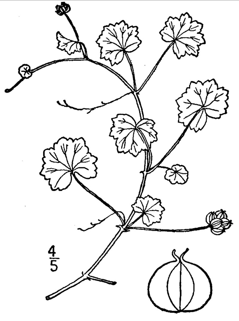 Lawn Marshpennywort photo 4