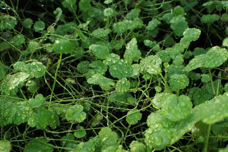 Lawn Marshpennywort photo 5