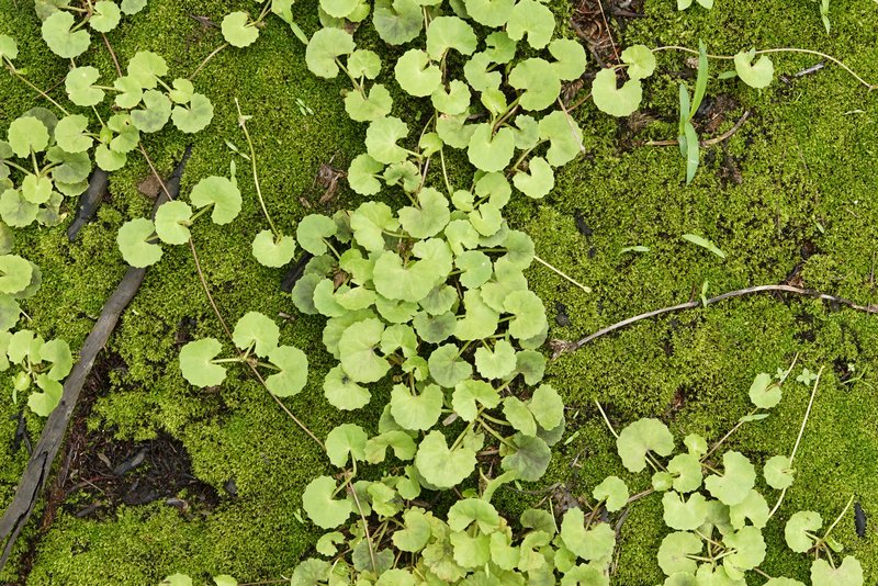 Lawn Marshpennywort photo 6