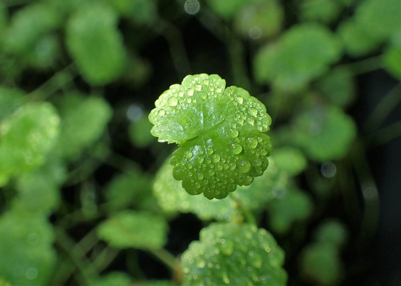 Lawn Marshpennywort photo 7