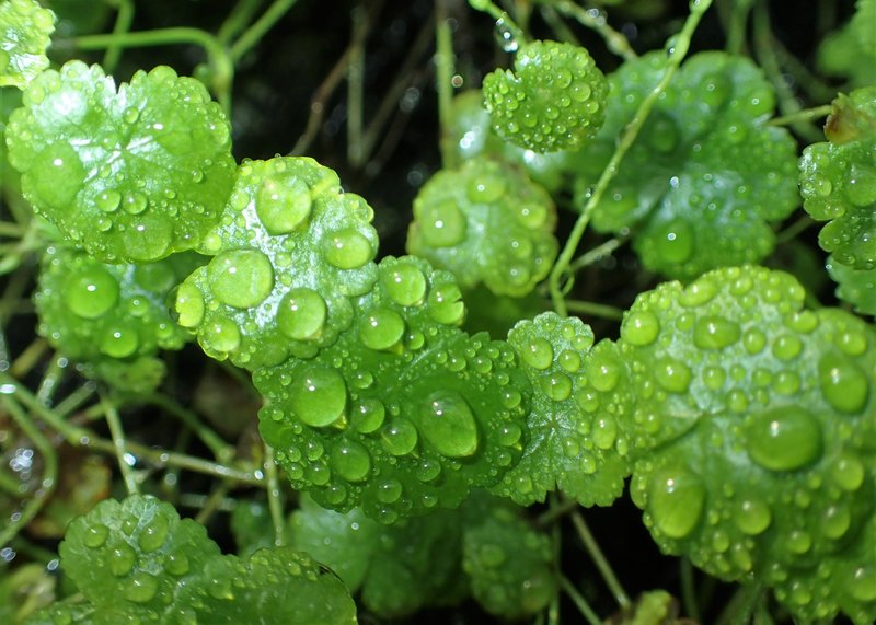 Lawn Marshpennywort photo 8
