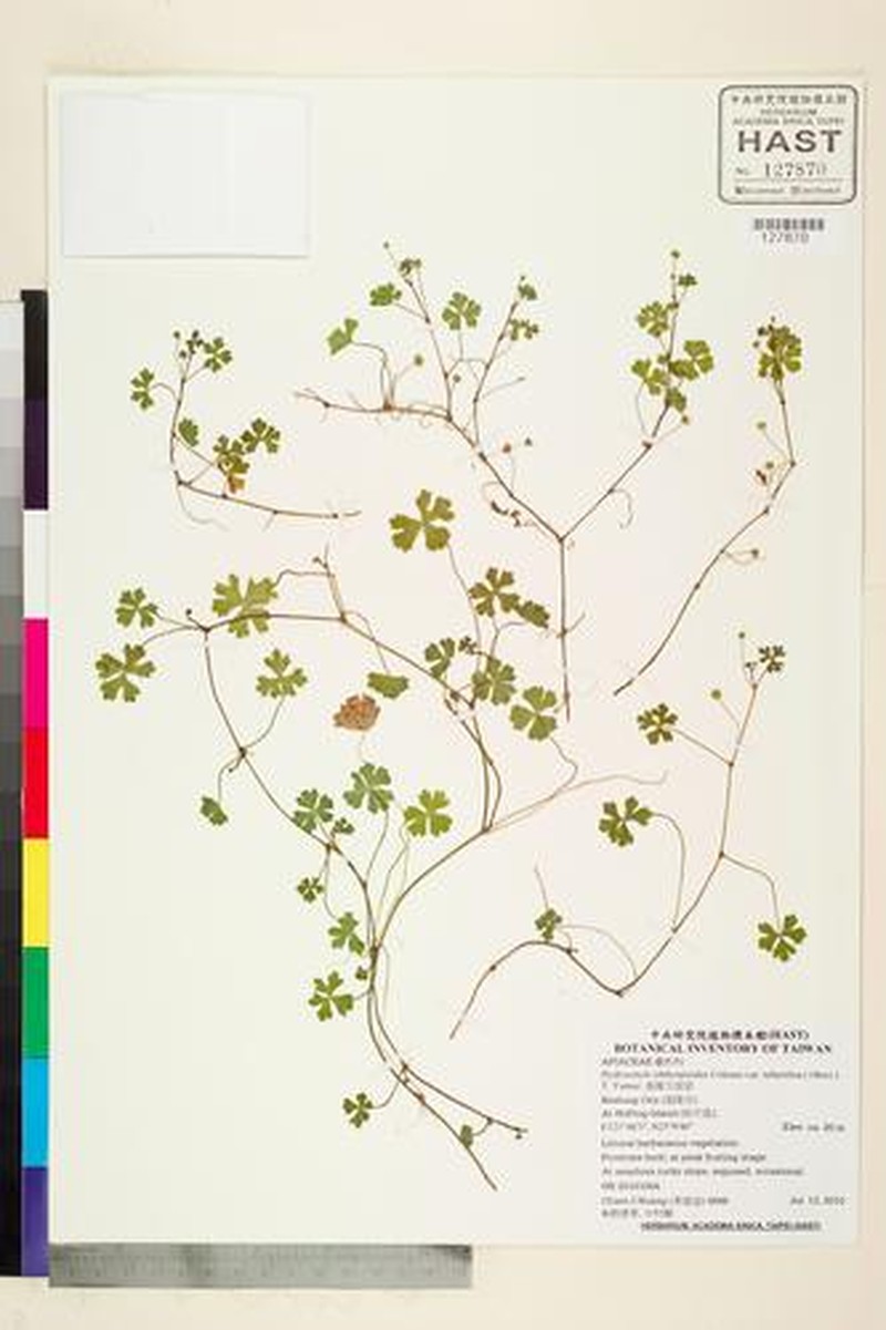 Hydrocotyle sibthorpioides var. tuberifera