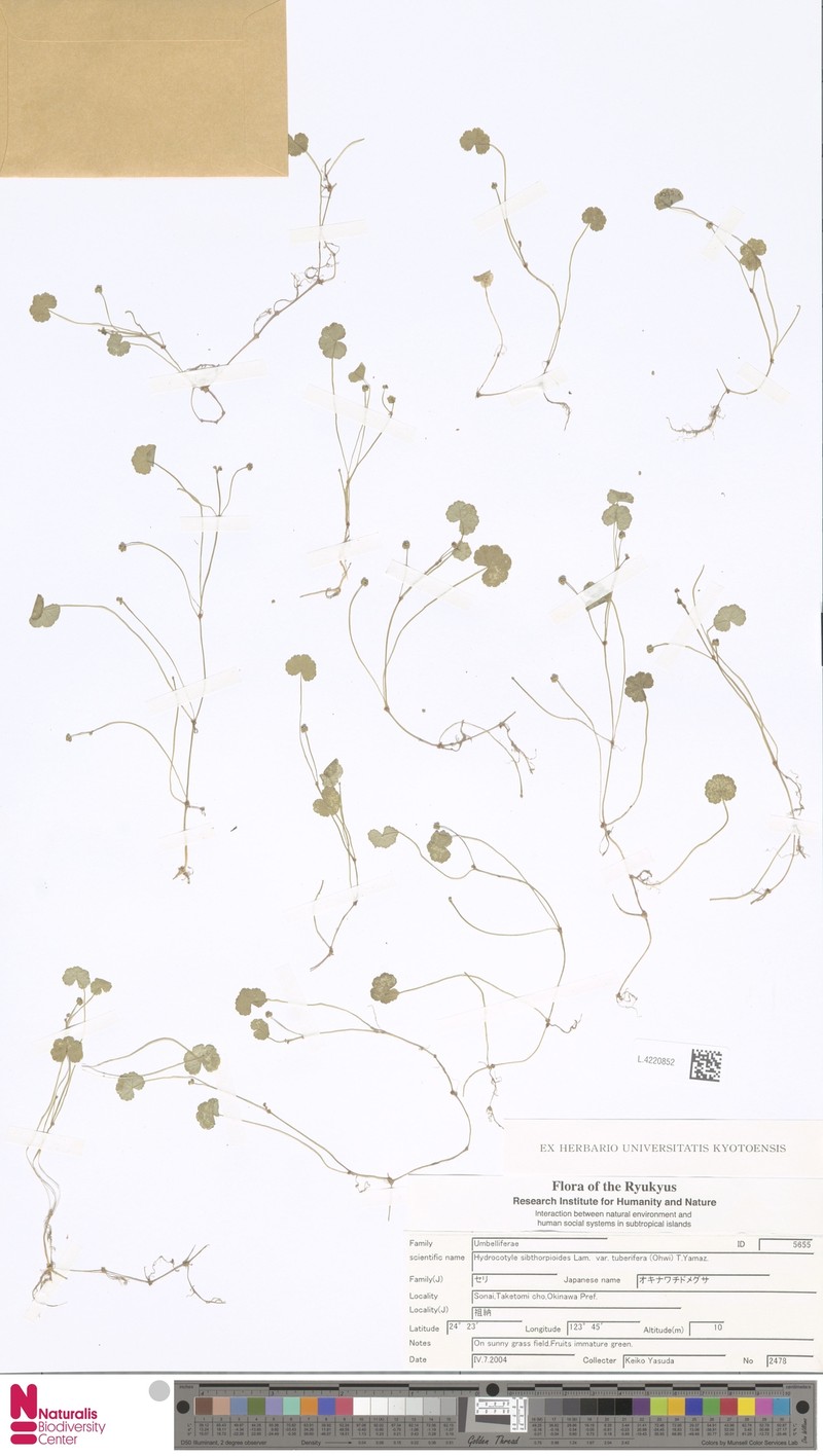 Hydrocotyle sibthorpioides var. tuberifera photo 2
