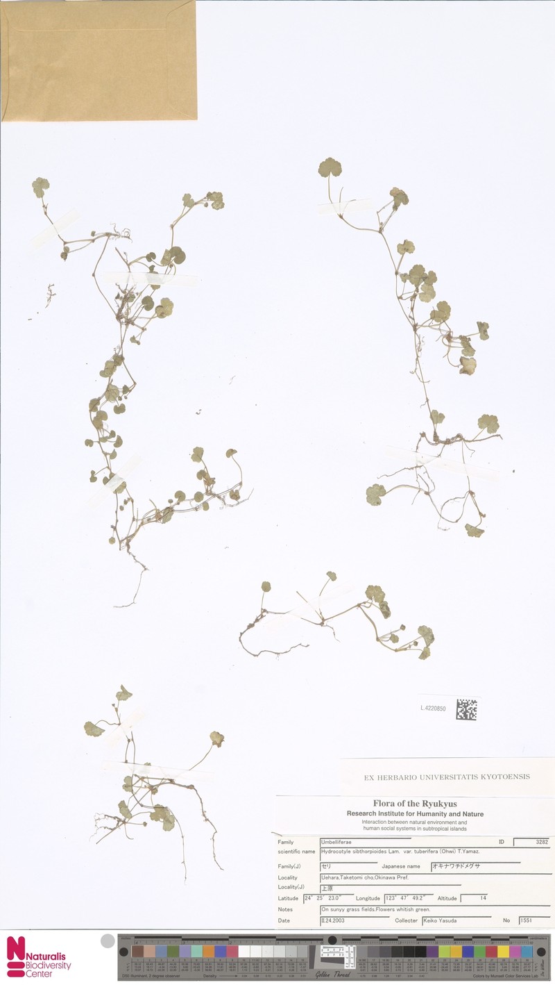 Hydrocotyle sibthorpioides var. tuberifera photo 4