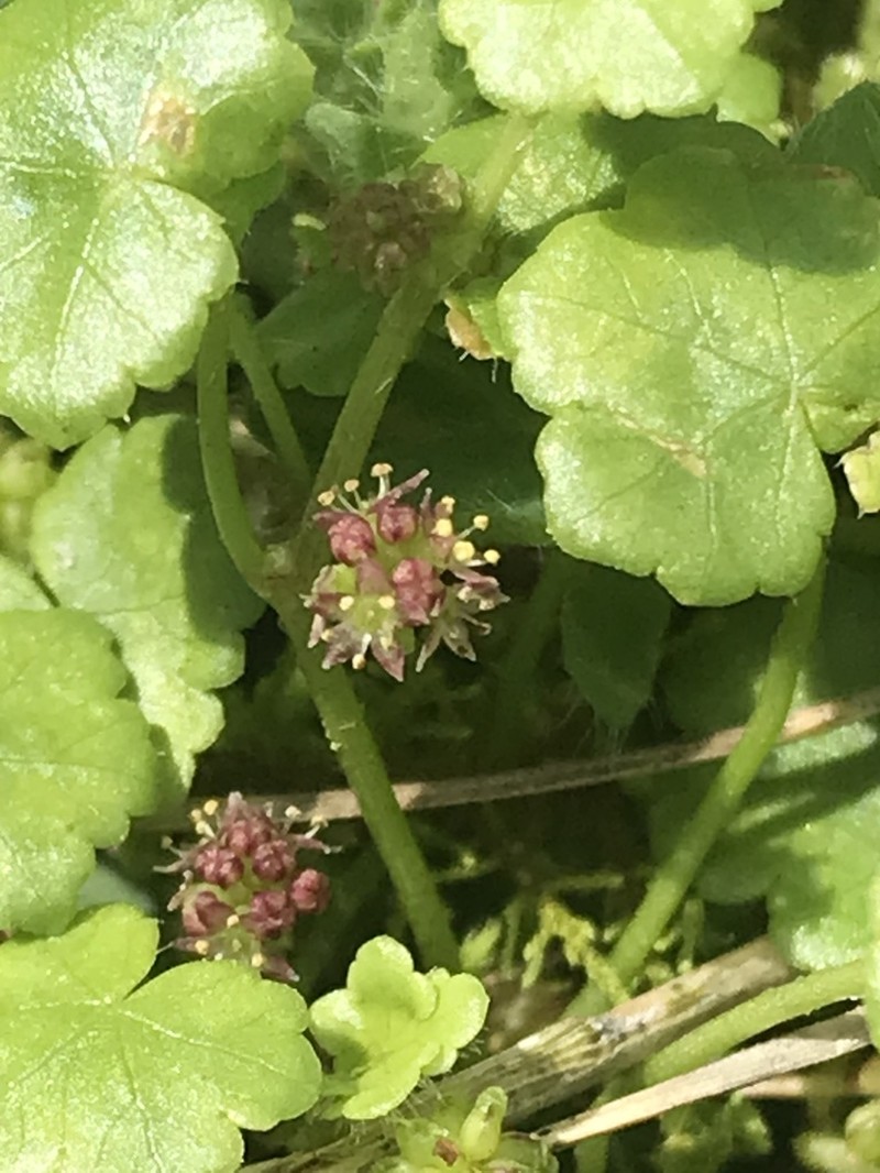 Hydrocotyle simulans