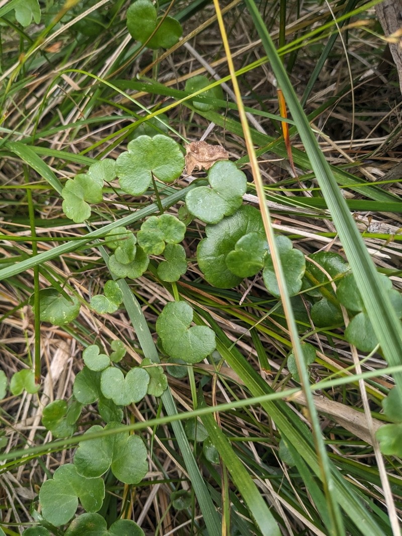 Hydrocotyle simulans photo 2