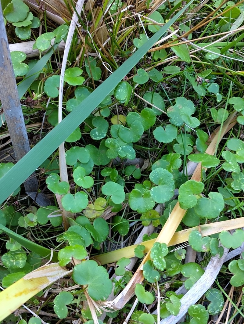 Hydrocotyle simulans photo 3