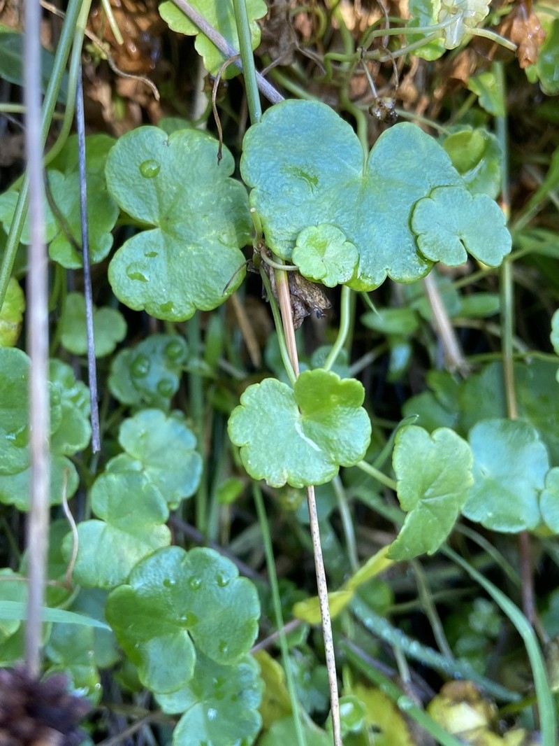 Hydrocotyle simulans photo 5