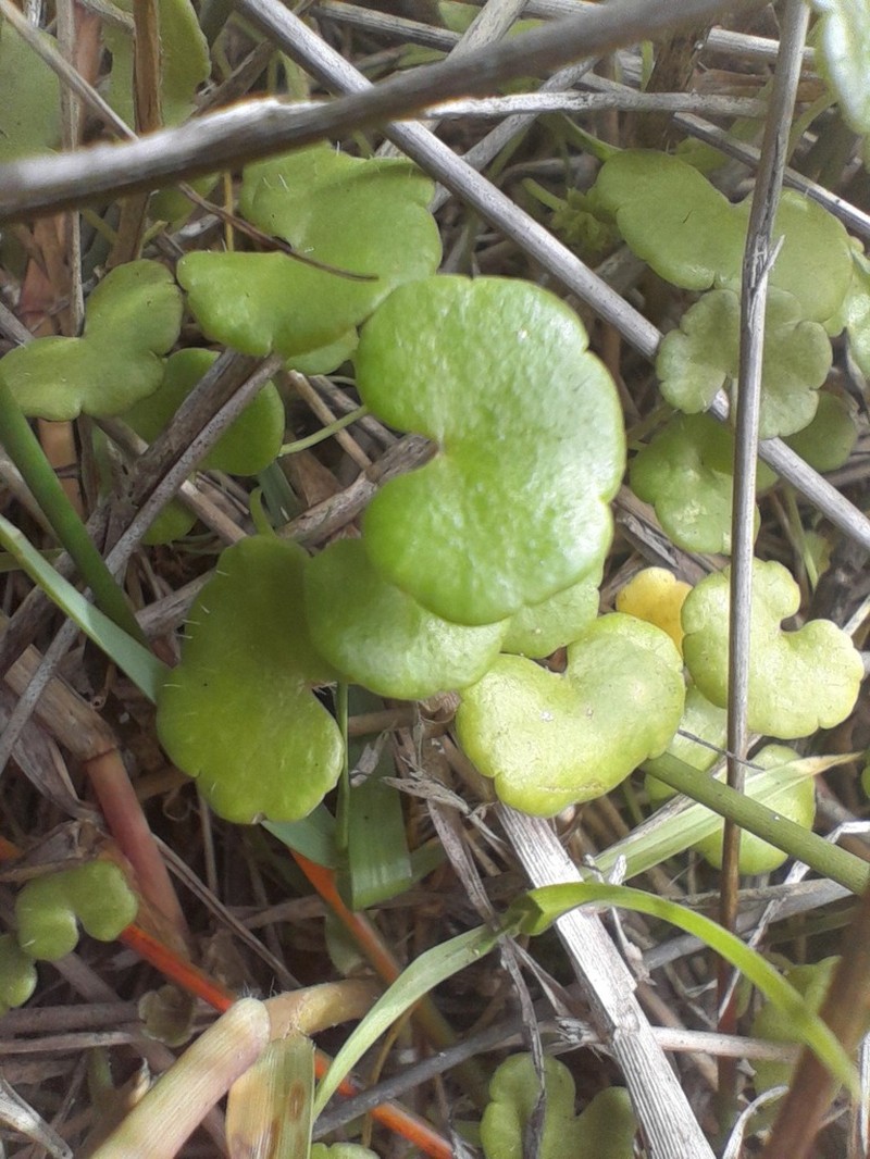 Hydrocotyle simulans photo 6