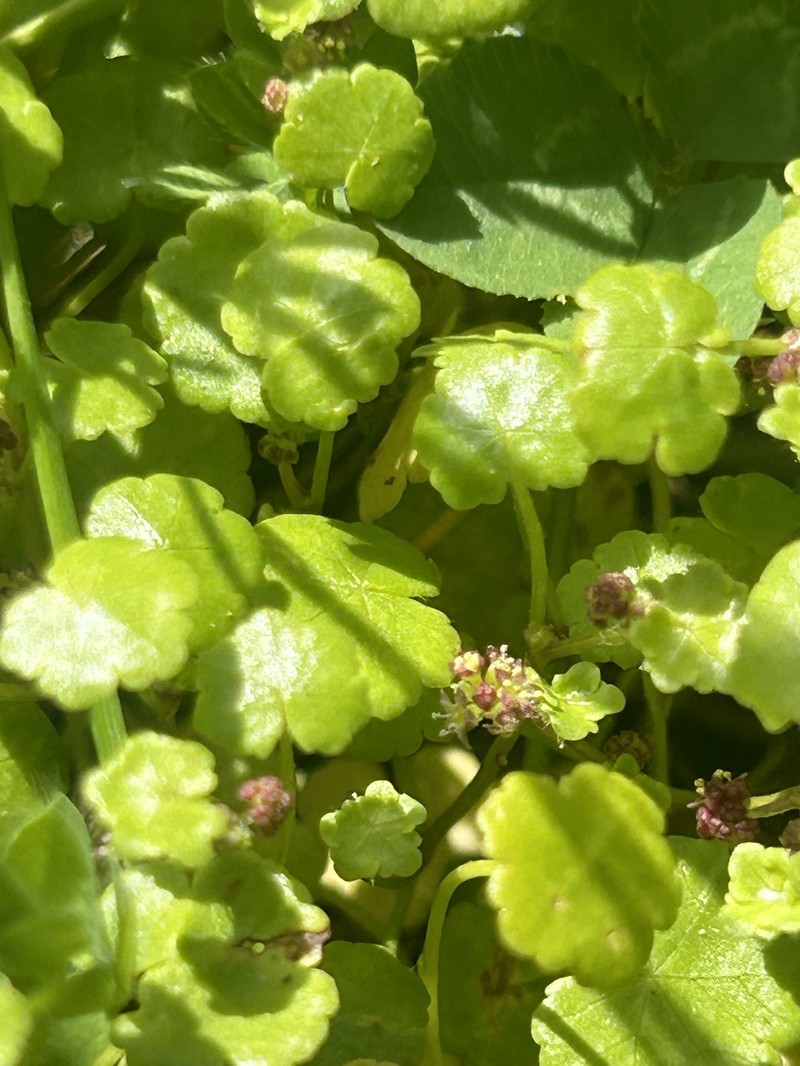 Hydrocotyle simulans photo 8