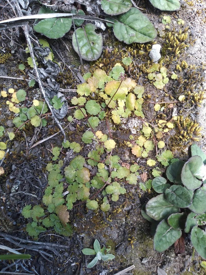 Hydrocotyle solomonii