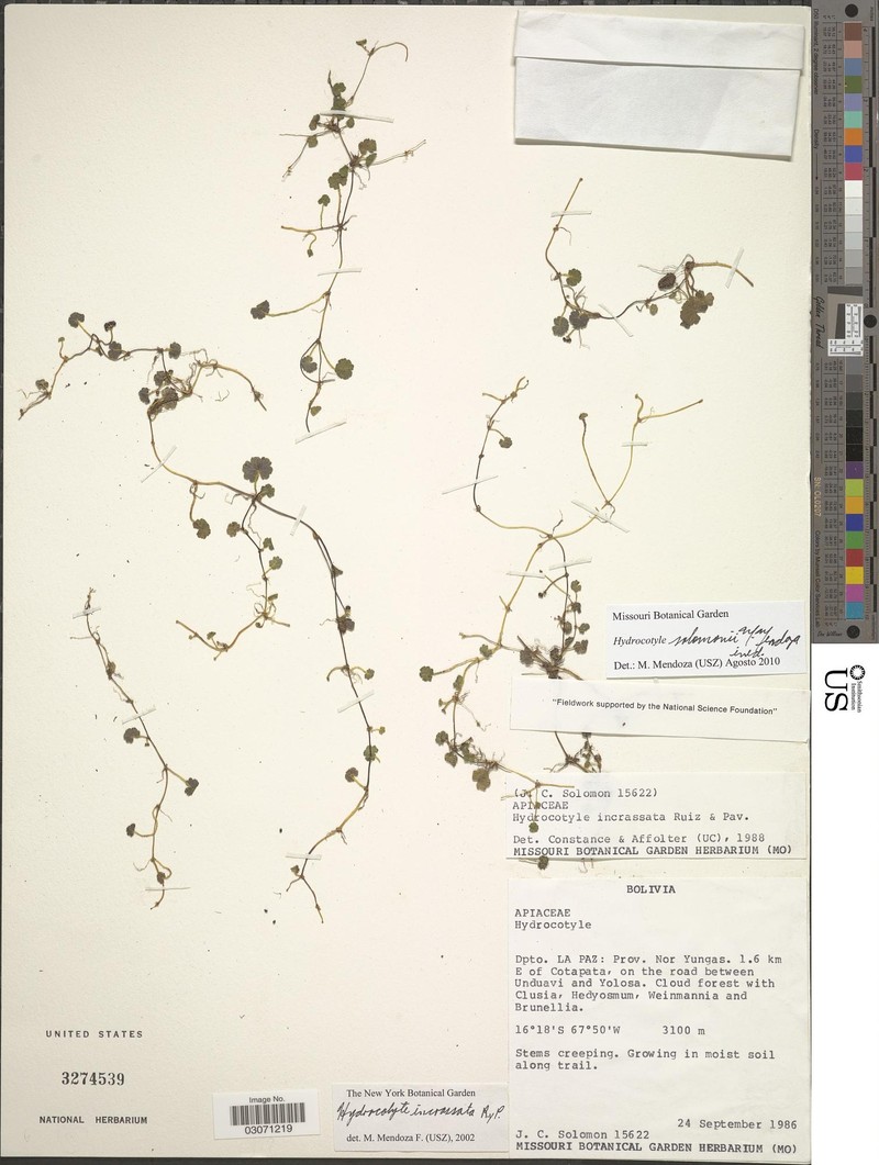 Hydrocotyle solomonii photo 2