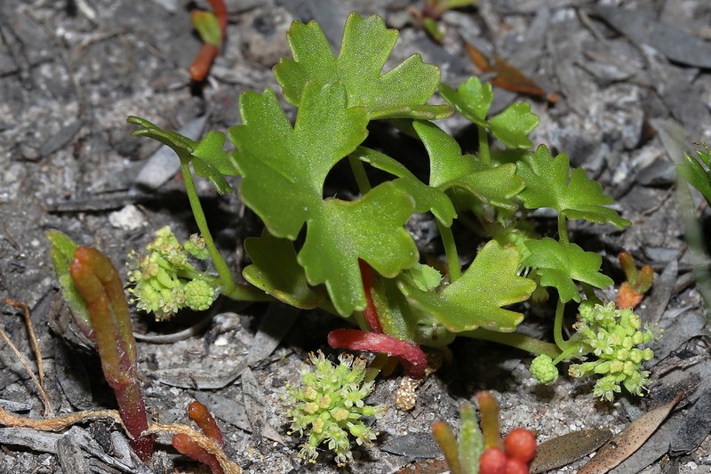 Hydrocotyle spinulifera