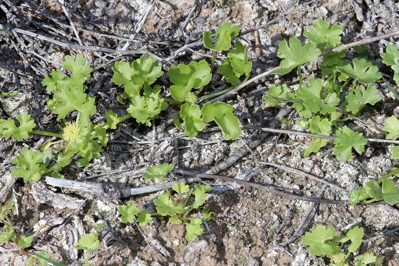 Hydrocotyle spinulifera photo 2